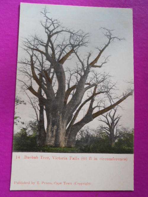 Postcard of Baobab Tree Vic. Falls Rhodesia