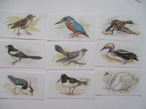 CIGARETTE CARDS - JOHN PLAYER  & SONS - GRANDEE BRITISH BIRDS -  9 CARDS