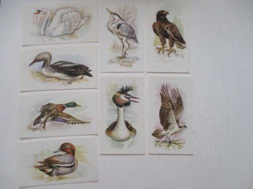 CIGARETTE CARDS - JOHN PLAYER  & SONS - GRANDEE BRITISH BIRDS -  8 CARDS