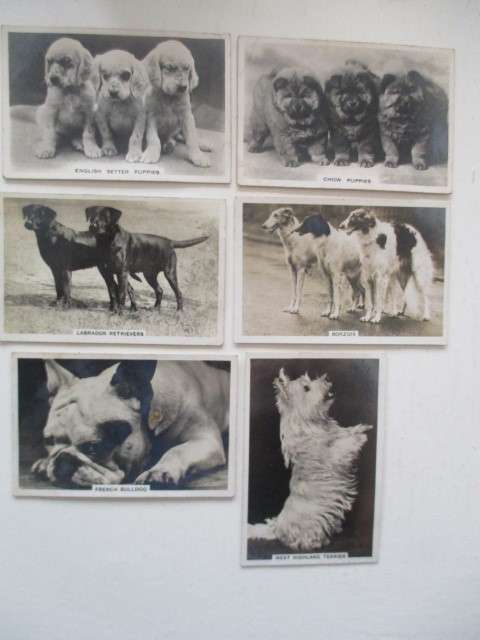 CIGARETTE CARDS /  SENIOR SERVICE - DOGS  LOT OF 6 PHOTOGRAPH CARDS