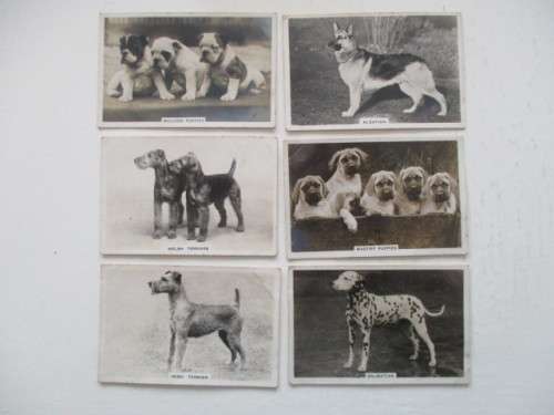 CIGARETTE CARDS - SENIOR SERVICE / LOT OF 6 DOG PHOTOGRAPH CARDS