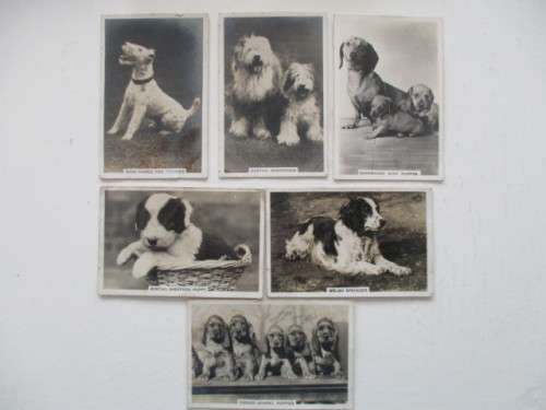 CIGARETTE CARDS - SENIOR SERVICE - DOGS LOT OF 6 PHOTOGRAPH CARDS