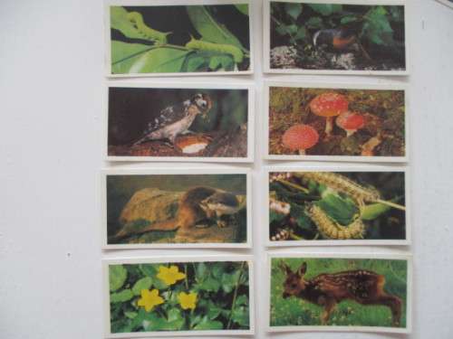 CIGARETTE CARDS  -  BROOKE BOND OXO -  WOODLAND WILDLIFE - LOT OF 8 CARDS