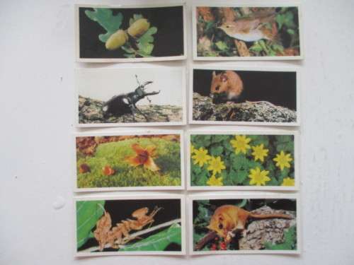 CIGARETTE CARDS -  WOODLAND WILDLIFE - BROOKE BOND OXO -  LOT OF 8 CARDS