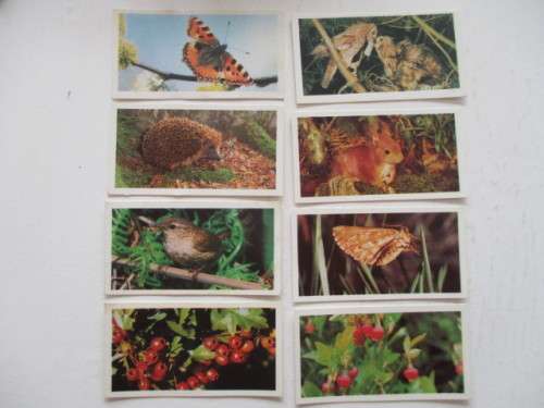 CIGARETTE CARDS - BROOKE BOND OXO - WOODLAND WILDLIFE - LOT OF 8 CARDS