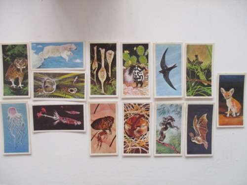 CIGARETTE CARDS - BROOKE BOND OXO  WONDERS OF WILDLIFE  - LOT OF 12 CARDS