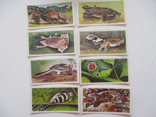 CIGARETTE CARDS - WONDERS OF WILDLIFE - LOT OF  8 CARDS