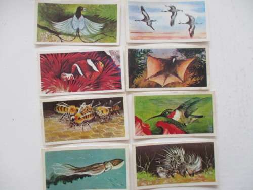 CIGARETTE CARDS - WONDERS OF WILDLIFE - LOT OF 8 CARDS