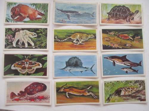 CIGARETTE CARDS - WONDERS OF WILDLIFE - LOT OF 12 CARDS