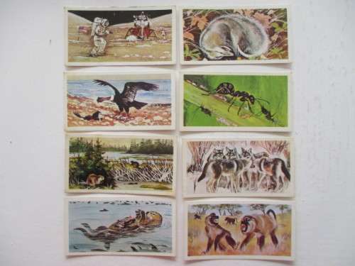 CIGARETTE CARDS - WONDERS OF WILDLIFE- LOT OF 8 CARDS