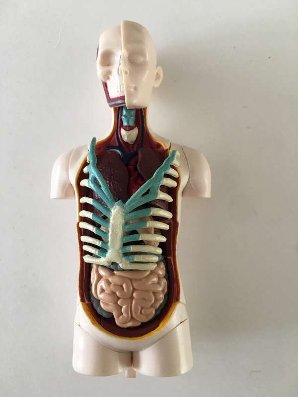 LOVELY SMALL MEDICAL DOLL WITH  REMOVEABLE PARTS