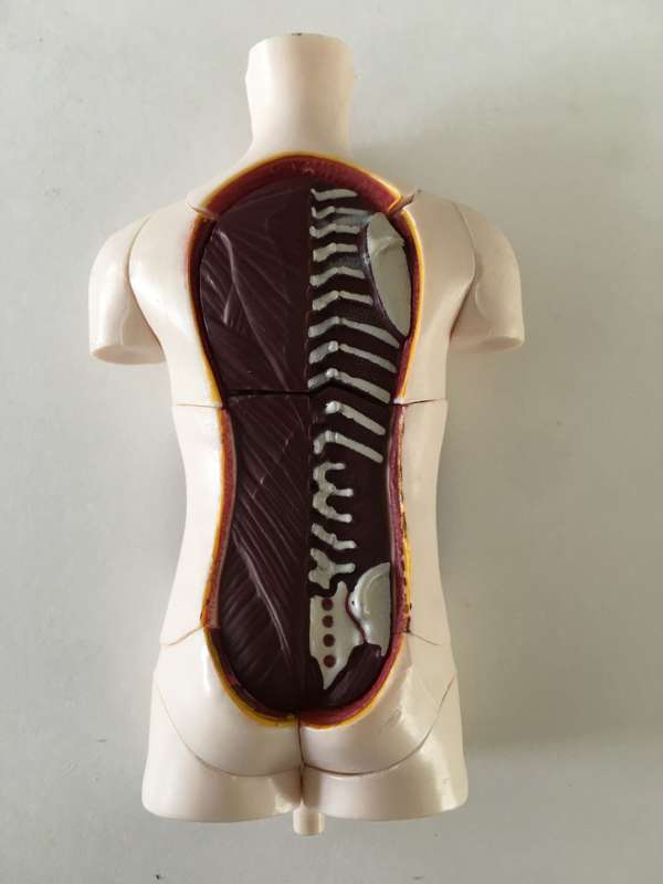 LOVELY SMALL MEDICAL DOLL WITH  REMOVEABLE PARTS
