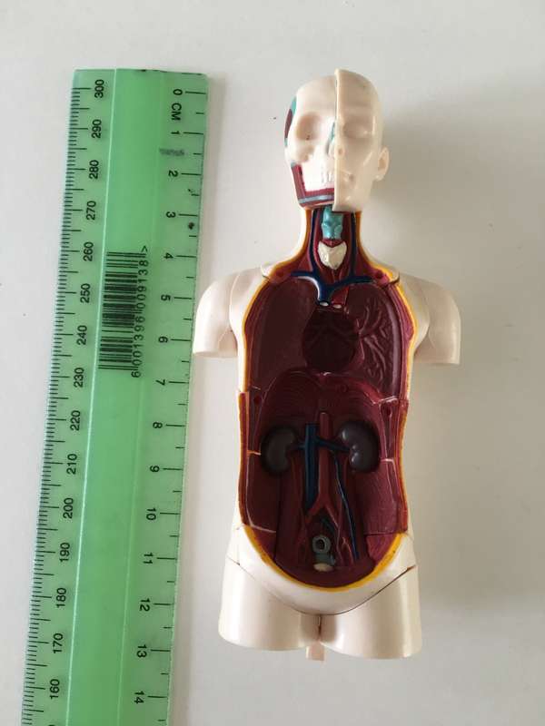 LOVELY SMALL MEDICAL DOLL WITH  REMOVEABLE PARTS