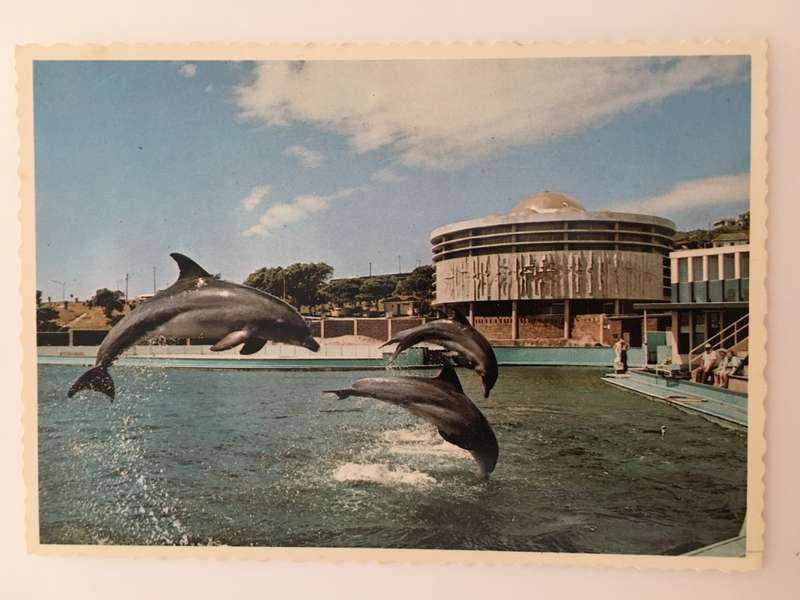 VINTAGE POSTCARD - PORT ELIZABETH - OCEANARIUM - DOLPHIN SHOW