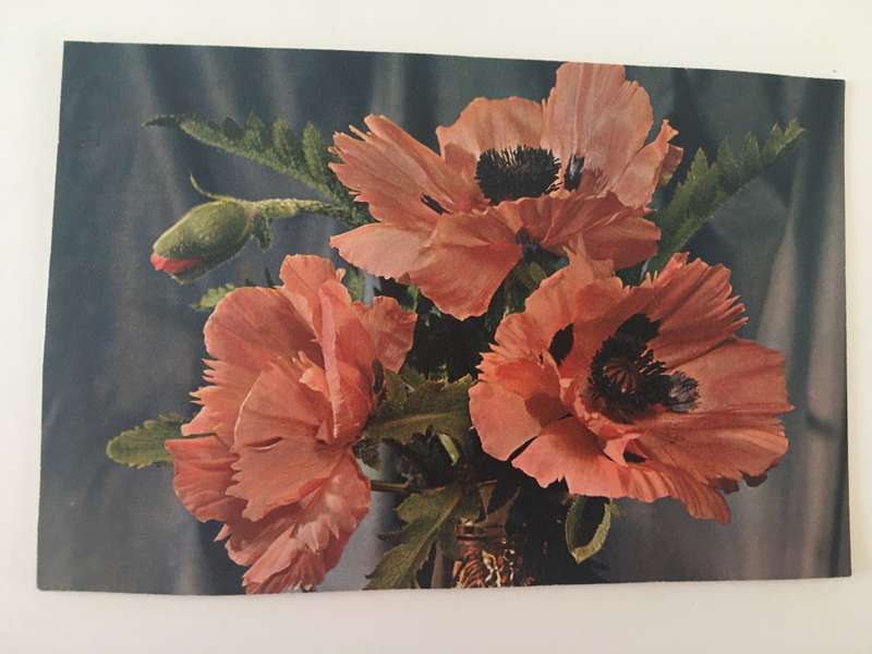 VINTAGE TO ANTIQUE POSTCARD ORIENTAL POPPY - WITH OLD STAMP