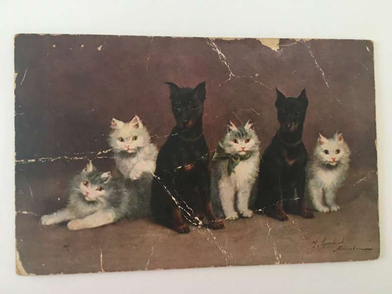 VINTAGE TO ANTIQUE POSTCARD - CATS AND DOGS