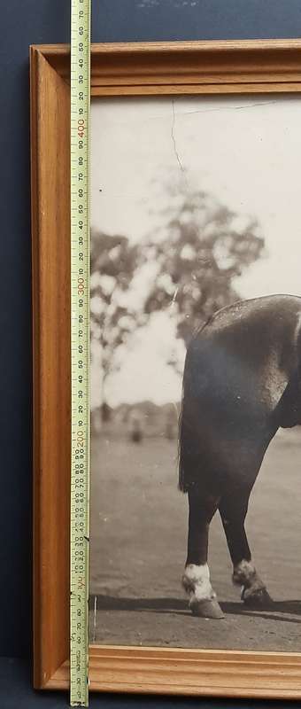 1930s Special Service Battalion (SSB) Mounted Officer Large Framed Photograph