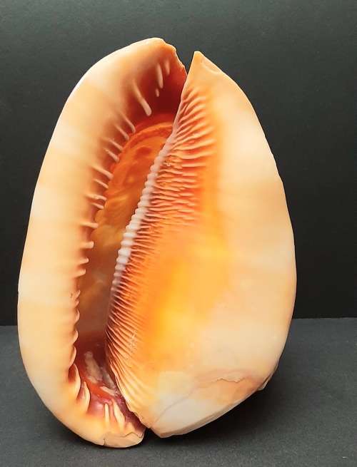 Art Nouveau Handcarved Cameo Scene Conch Shell (19cm x 12cm)