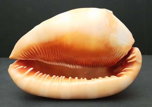 Art Nouveau Handcarved Cameo Scene Conch Shell (19cm x 12cm)