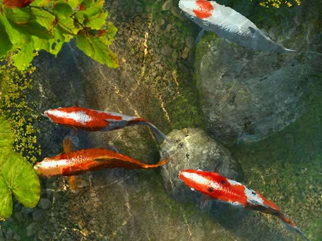 KOI Fish