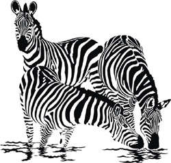 VINAL DECAL ZEBRAS LARGE