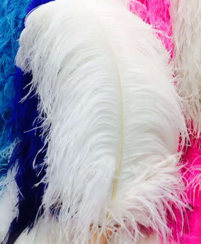 Quality ostrich feathers