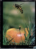 Borne on the Wind; the Extraordinary World of Insects in Flight