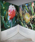 The Proteaceae of South Africa