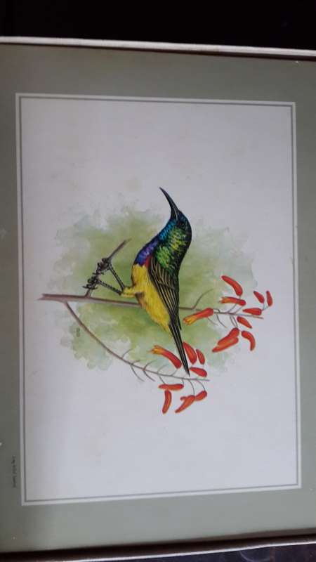 Pastiche Bird Place Mats