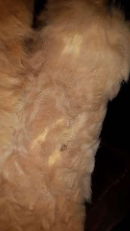 1960 Kuala Mom and Her Baby with Real Fur and Leather