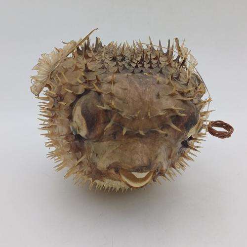 Vintage Taxidermy Puffer Fish *** WARNING PLEASE READ ***