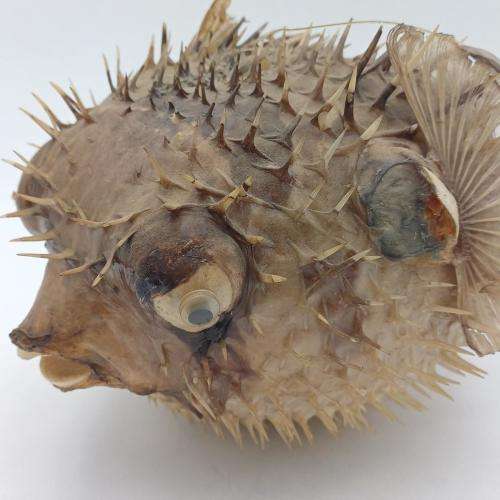 Vintage Taxidermy Puffer Fish *** WARNING PLEASE READ ***