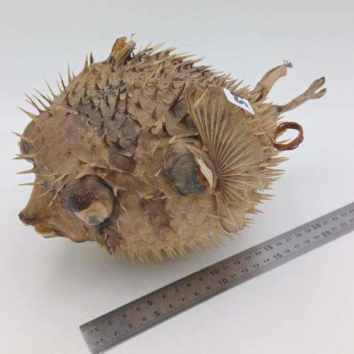 Vintage Taxidermy Puffer Fish *** WARNING PLEASE READ ***