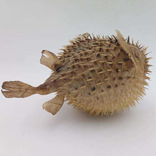 Vintage Taxidermy Puffer Fish *** WARNING PLEASE READ ***