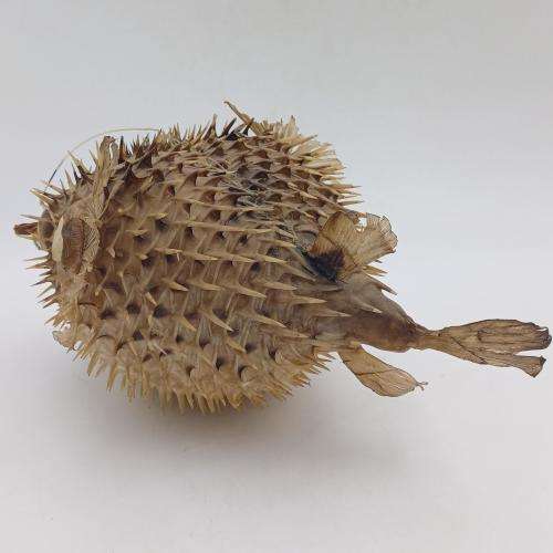 Vintage Taxidermy Puffer Fish *** WARNING PLEASE READ ***