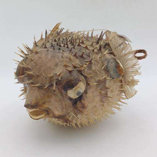 Vintage Taxidermy Puffer Fish *** WARNING PLEASE READ ***