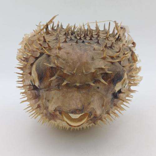 Vintage Taxidermy Puffer Fish *** WARNING PLEASE READ ***