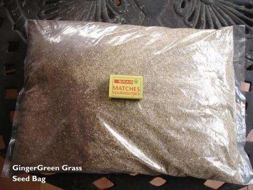 QUICK GROWING GRASS!!! 1 x gingerGreen Grass Seeds - drought/frost resistant!