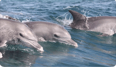 Mozambique Dolphin Encountours