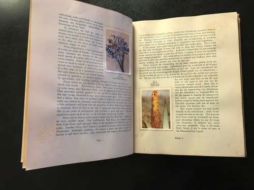1940 VINTAGE BOOK - OUR SOUTH AFRICA * FLORA * BY R. H COMPTON - 100 PAGE LIVE PICTURES - GOOD COND.