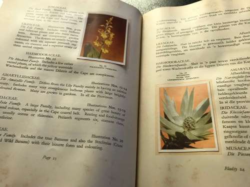 1940 VINTAGE BOOK - OUR SOUTH AFRICA * FLORA * BY R. H COMPTON - 100 PAGE LIVE PICTURES - GOOD COND.