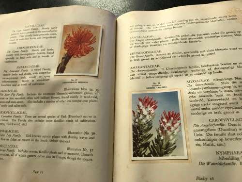 1940 VINTAGE BOOK - OUR SOUTH AFRICA * FLORA * BY R. H COMPTON - 100 PAGE LIVE PICTURES - GOOD COND.