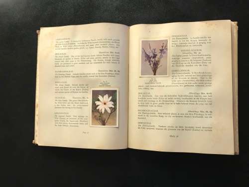 1940 VINTAGE BOOK - OUR SOUTH AFRICA * FLORA * BY R. H COMPTON - 100 PAGE LIVE PICTURES - GOOD COND.
