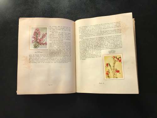 1940 VINTAGE BOOK - OUR SOUTH AFRICA * FLORA * BY R. H COMPTON - 100 PAGE LIVE PICTURES - GOOD COND.