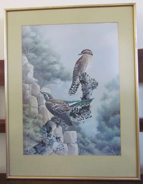 SIMON CALBURN DIDERIK DIEDERIK CUCKOO PRINT 1975 Framed behind glass BIRD STUNNING!!!!