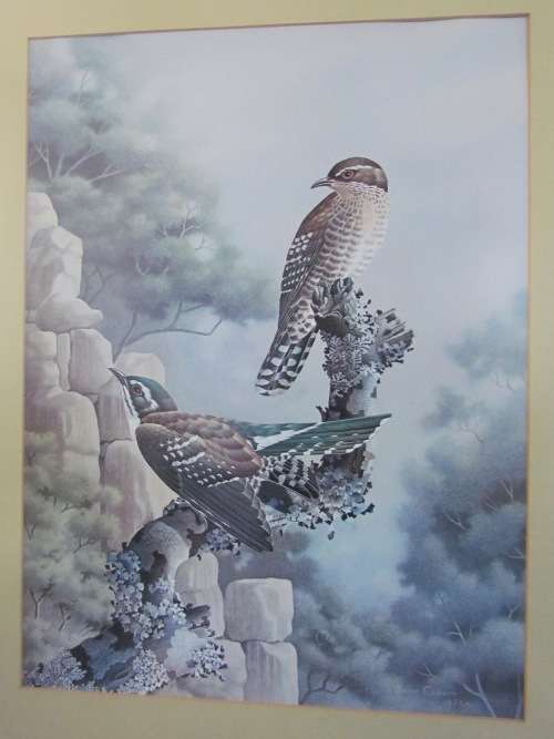 SIMON CALBURN DIDERIK DIEDERIK CUCKOO PRINT 1975 Framed behind glass BIRD STUNNING!!!!