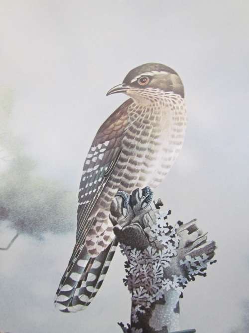 SIMON CALBURN DIDERIK DIEDERIK CUCKOO PRINT 1975 Framed behind glass BIRD STUNNING!!!!