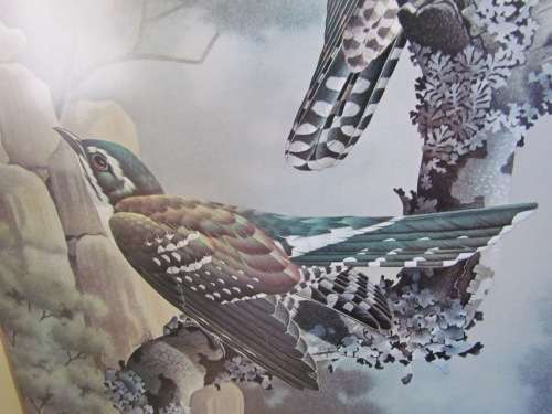 SIMON CALBURN DIDERIK DIEDERIK CUCKOO PRINT 1975 Framed behind glass BIRD STUNNING!!!!