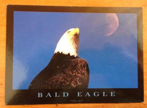 POSTCARD POST CARD BALD EAGLE BIRD of PREY PYRAMID ENGLAND AMERICAN USA PLANET EARTH COLLECTION.