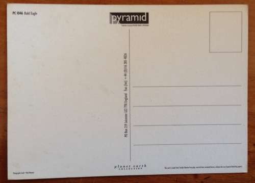 POSTCARD POST CARD BALD EAGLE BIRD of PREY PYRAMID ENGLAND AMERICAN USA PLANET EARTH COLLECTION.